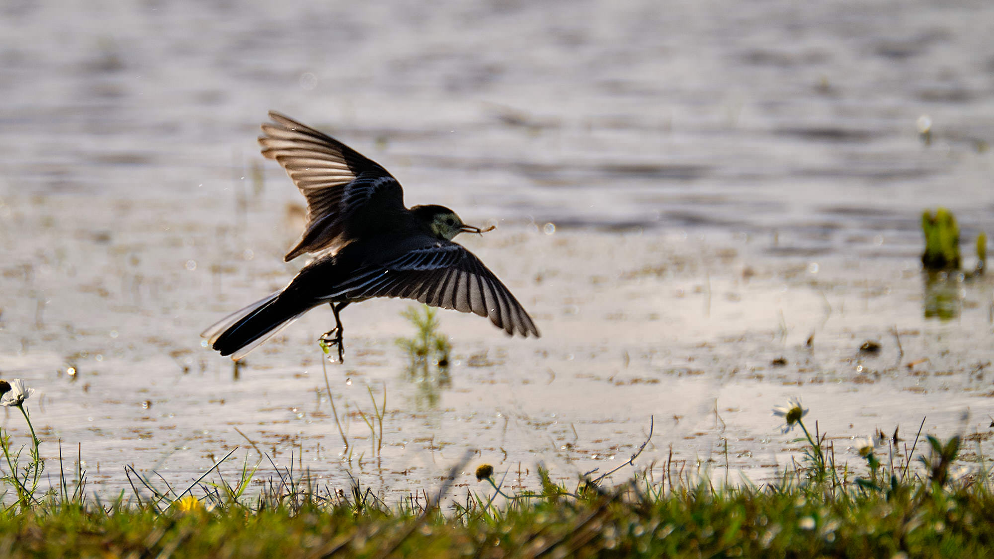 Niederlande - Texel / Netherlands - Texel